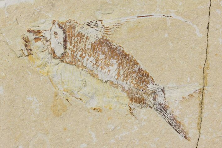 Bargain, Cretaceous Fish (Nematonotus) Fossil - Lebanon #147222